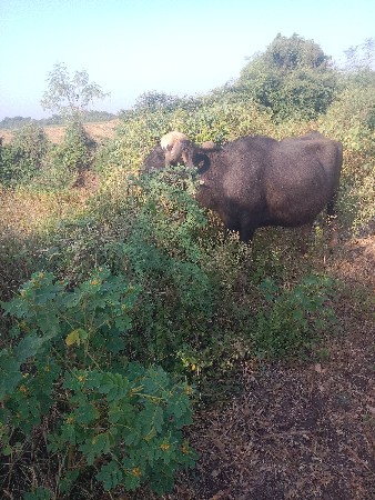ભેંસ