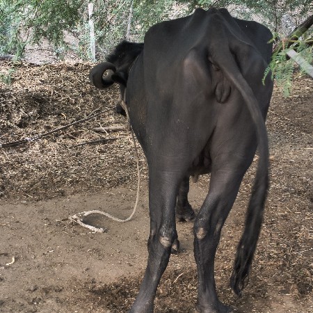 ખડેલી વેચવાની છે