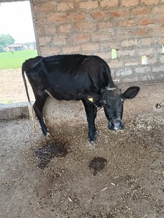 બે વાછરડી વેચવાની