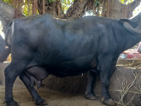8.દિવસ ની કાસી
