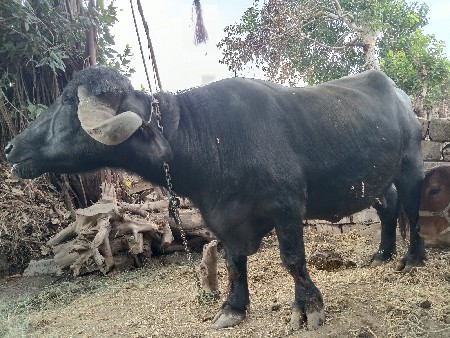 ભેંસ વેચવાની છે