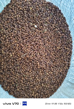 ચણા 5 નંબર