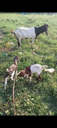 તોતાપુરી વેચવાની છે