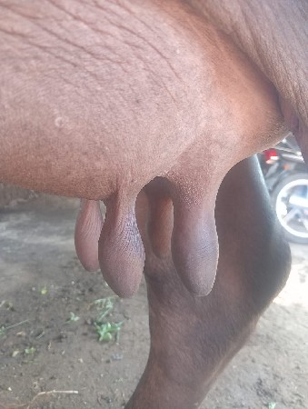 ભેંશ વેચવાની
