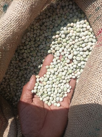 બિયારણ