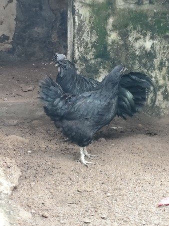 કડાકનાથ ની જોડી વહેચવાની છે