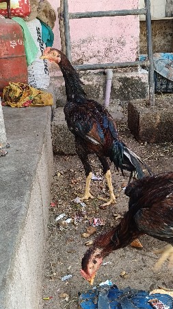 અસીલ મુરઘો વેચવાનો છે