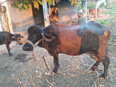 ભેંસ વેચવાની છે