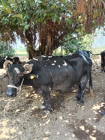 ભેંસ વેચવાની છે