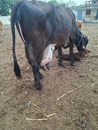જર્સી ગાય વેચવાની