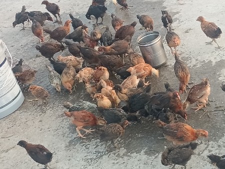 દેશી સોનાલી ના બચ્ચા વેચવાના છે