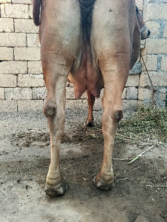 ગાય વેચવાની છે