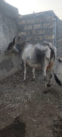 ગાય વેચવાની છે