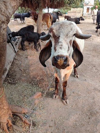 લિલડીગાયવેચવાનીચેછાવછોજી