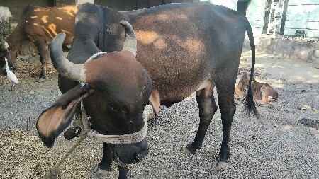 2 જુ વેતર 9601380180