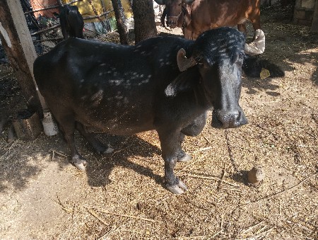 ભેંસ વેચવાની સે
