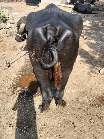 3-વેતર