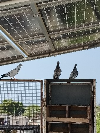 જીરીયા કબુતર દેવાના છે