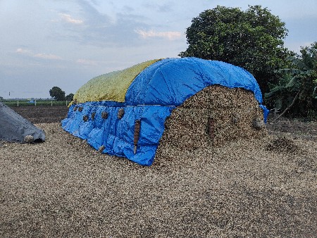 માડવી નો ચારો
