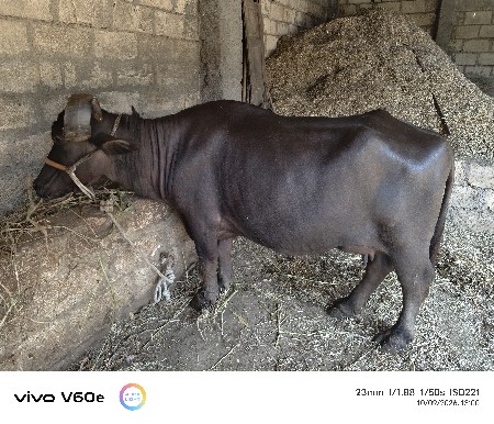 આ ભેંસ વેચવાની છે