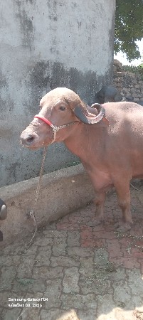 આ ખડેલી વેચવાની છે લંબાઈ ઊંચા પુરી