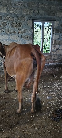 ગાય બેસવાની છે