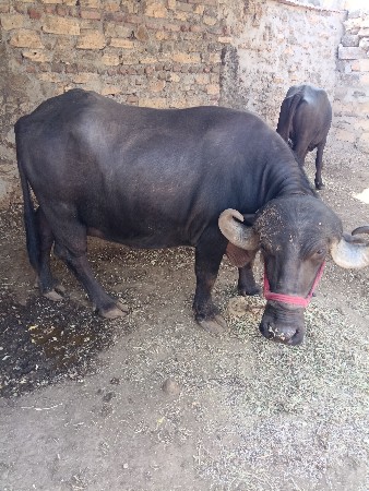 વેચવાની છે