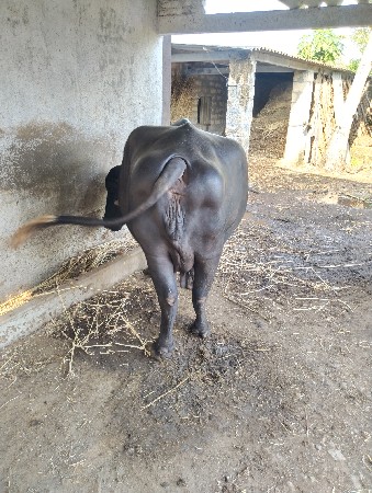 ભેંસ વેચવા ની સે