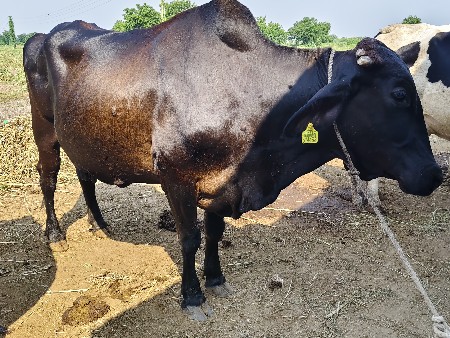 ગાય