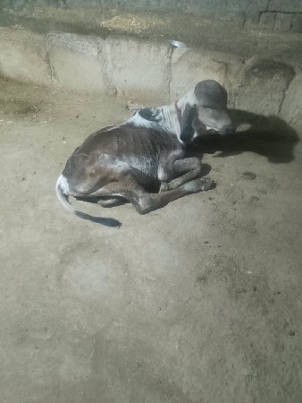 ગીર ઓળકી