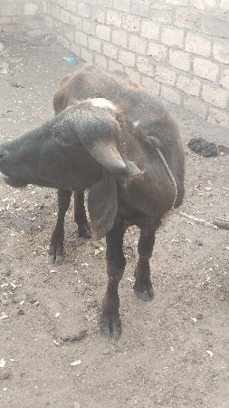 પાડી વેચવાની છે