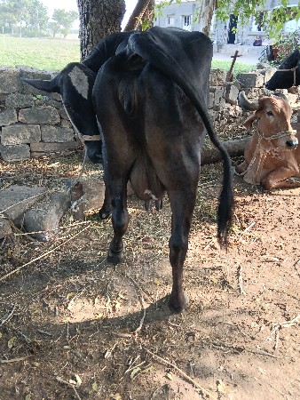 જર્સી કૉર્સ ગાય વેચવાની છે