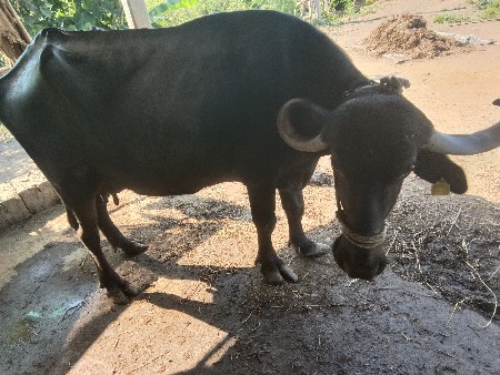 આ, ભેંશ વેશવાનિછે