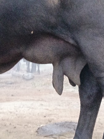 ભેંસ વેચવાની છે