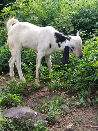 બોકડો