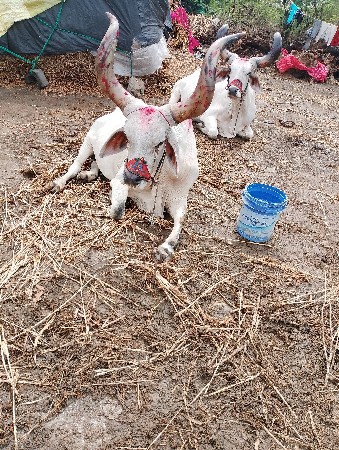 બળધ