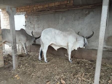 બળદ વેચવાના છે