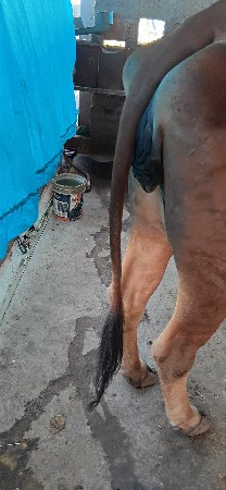 ગીર ગાય વેચવાની  છે