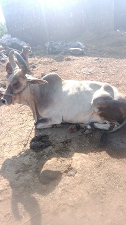 બને ગાયો વેચવાની છે