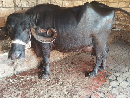 ભેંસ વેચવાની છે