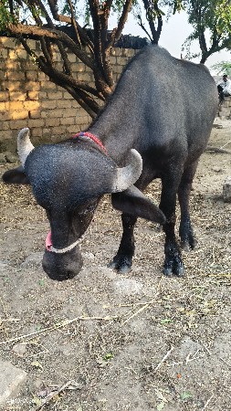 3 પાડ્યું વેસવાની