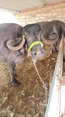3 વેતર
