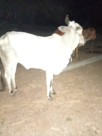 બે હોડકા વેચવાના છે દેવાની છે