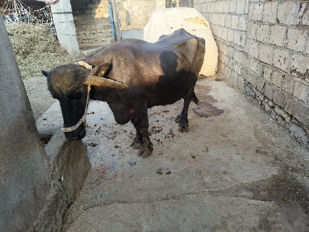 ફોન કરો કીમત ફેરફારથયજાસે