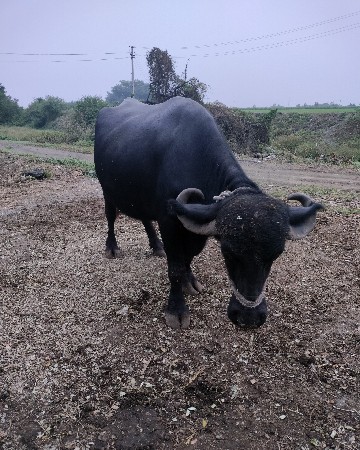 ભેસ