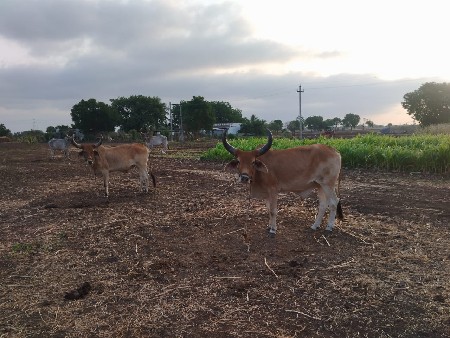 ગોઢલા વેચવાના છે