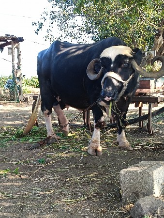 તીજુ વેતર