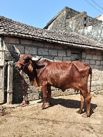 ગાય વેચવાની છે