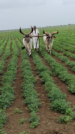 4 ધર જૂતા
