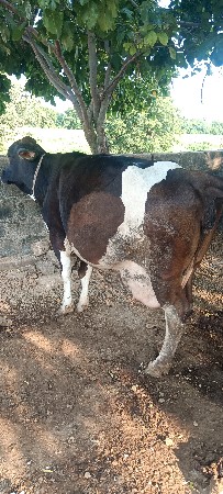 જરશી ગાય વેચવાની છે
